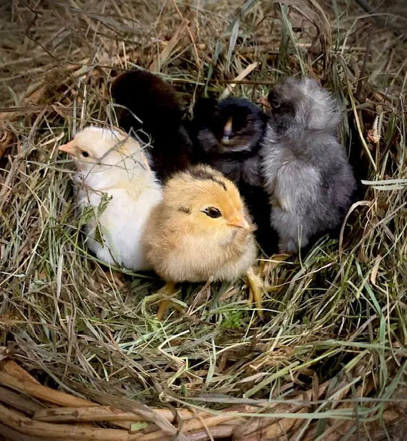 Day Old Easter Egger Chicks Harmony Farm